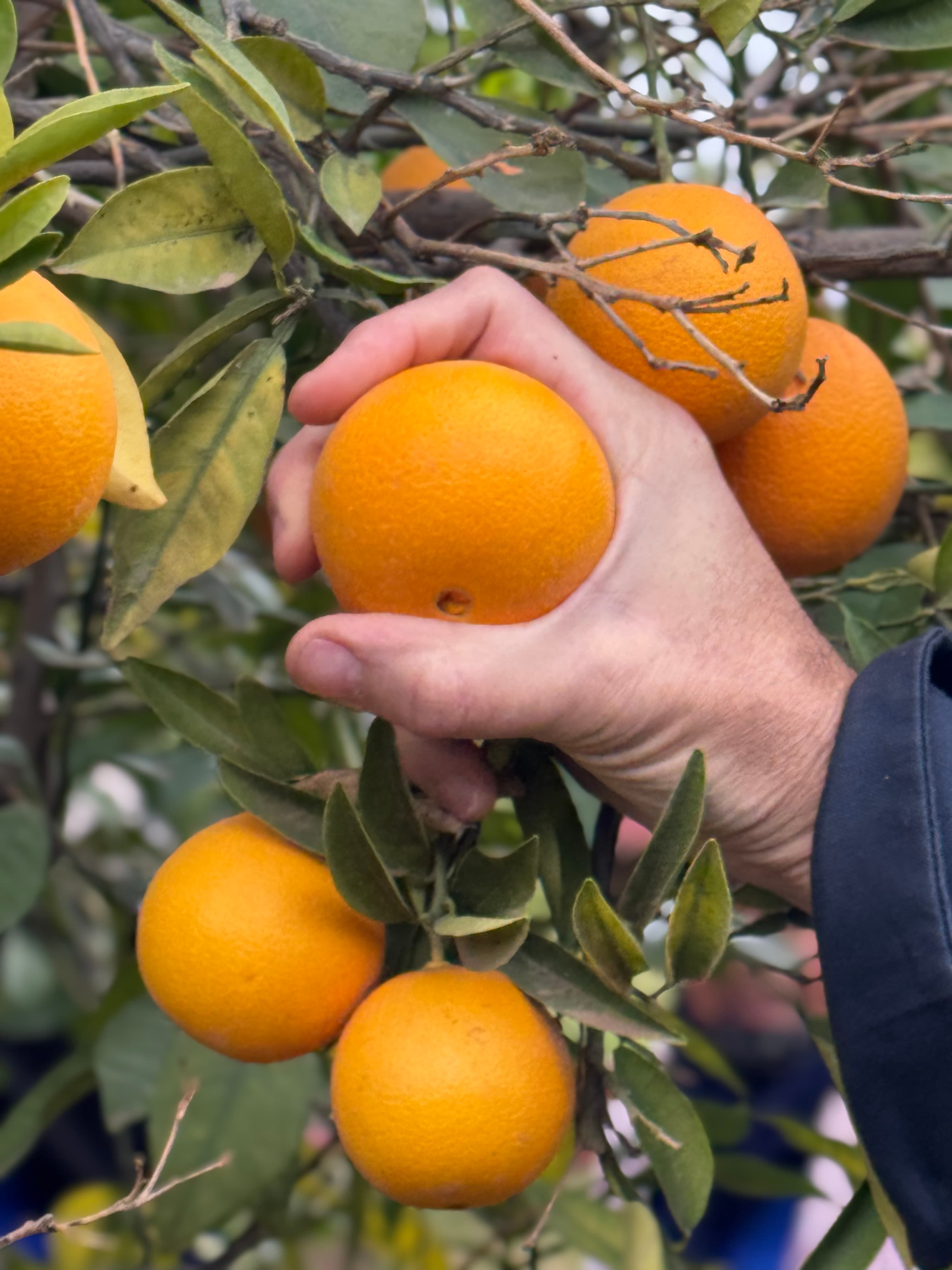 Sourcing des ingrédients frais